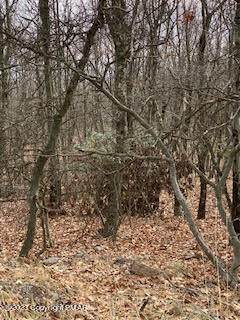 407 Pine Tree Rd - Photo 1