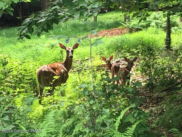 Lot CP1072 Meckesville Road - Photo 1