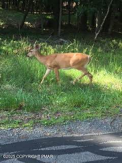 Lot 14.15,17 Pocono Mountain Lake Drive - Photo 1