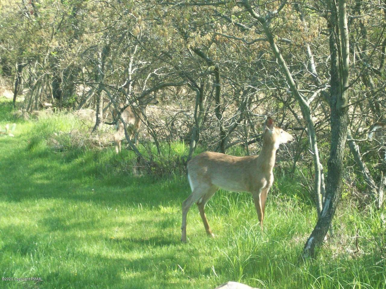 B725 Towamensing Trail - Photo 1