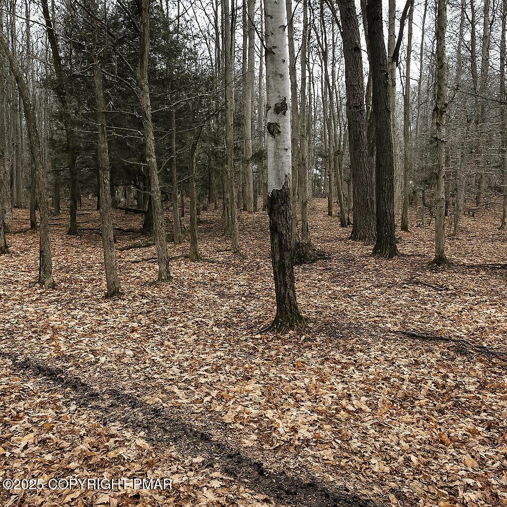  Timberlane Dr & Tamarack Trail - Photo 1