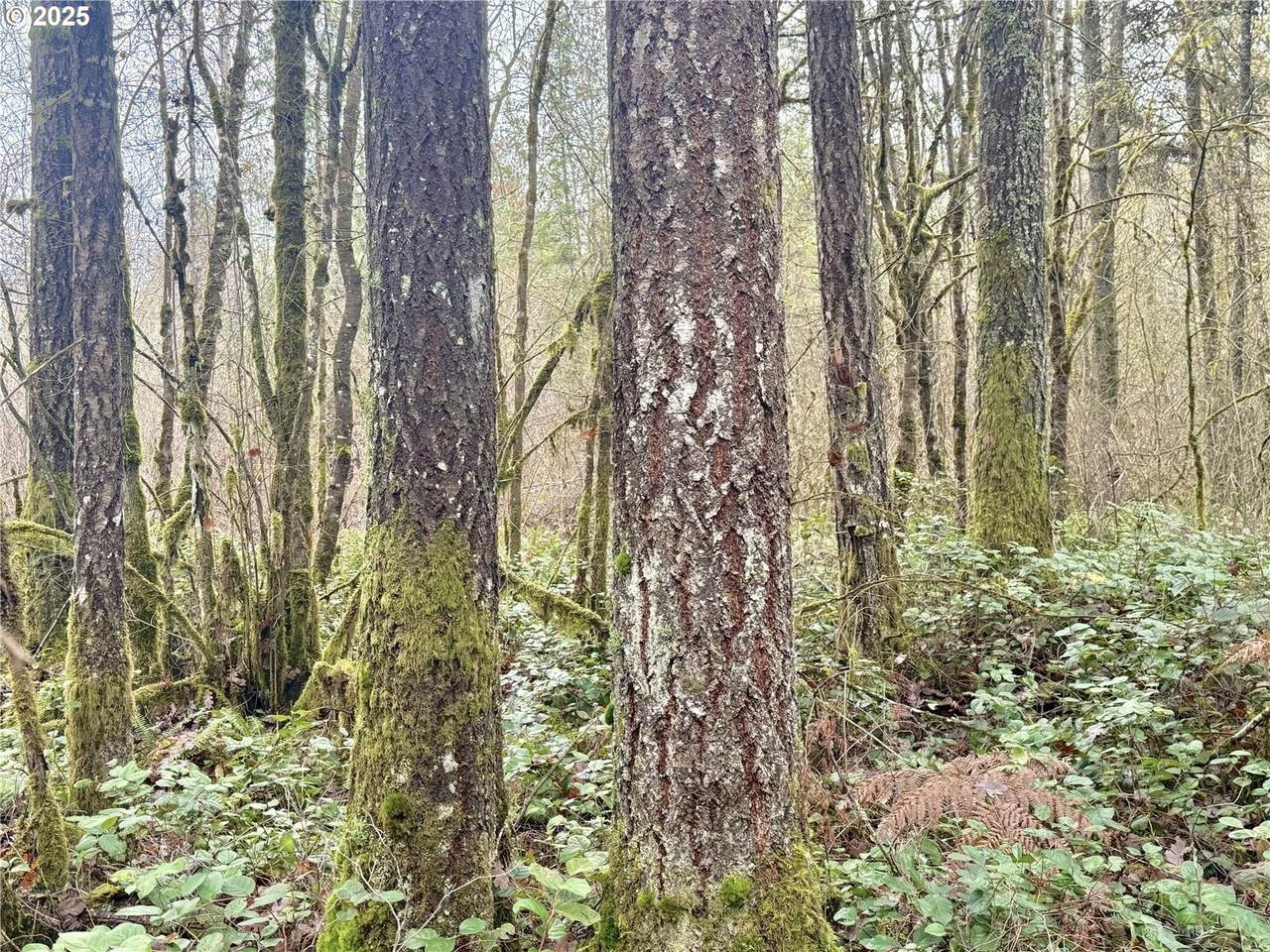 https://bt-photos.global.ssl.fastly.net/portland/1280_boomver_1_160841909-2.jpg