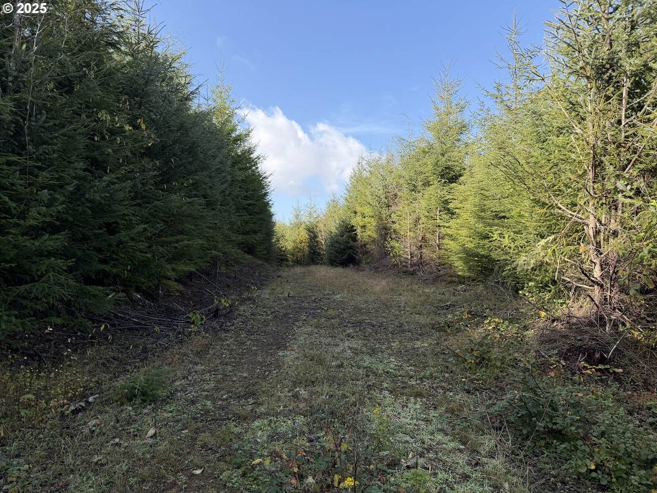 0 Necanicum Hwy - Photo 1