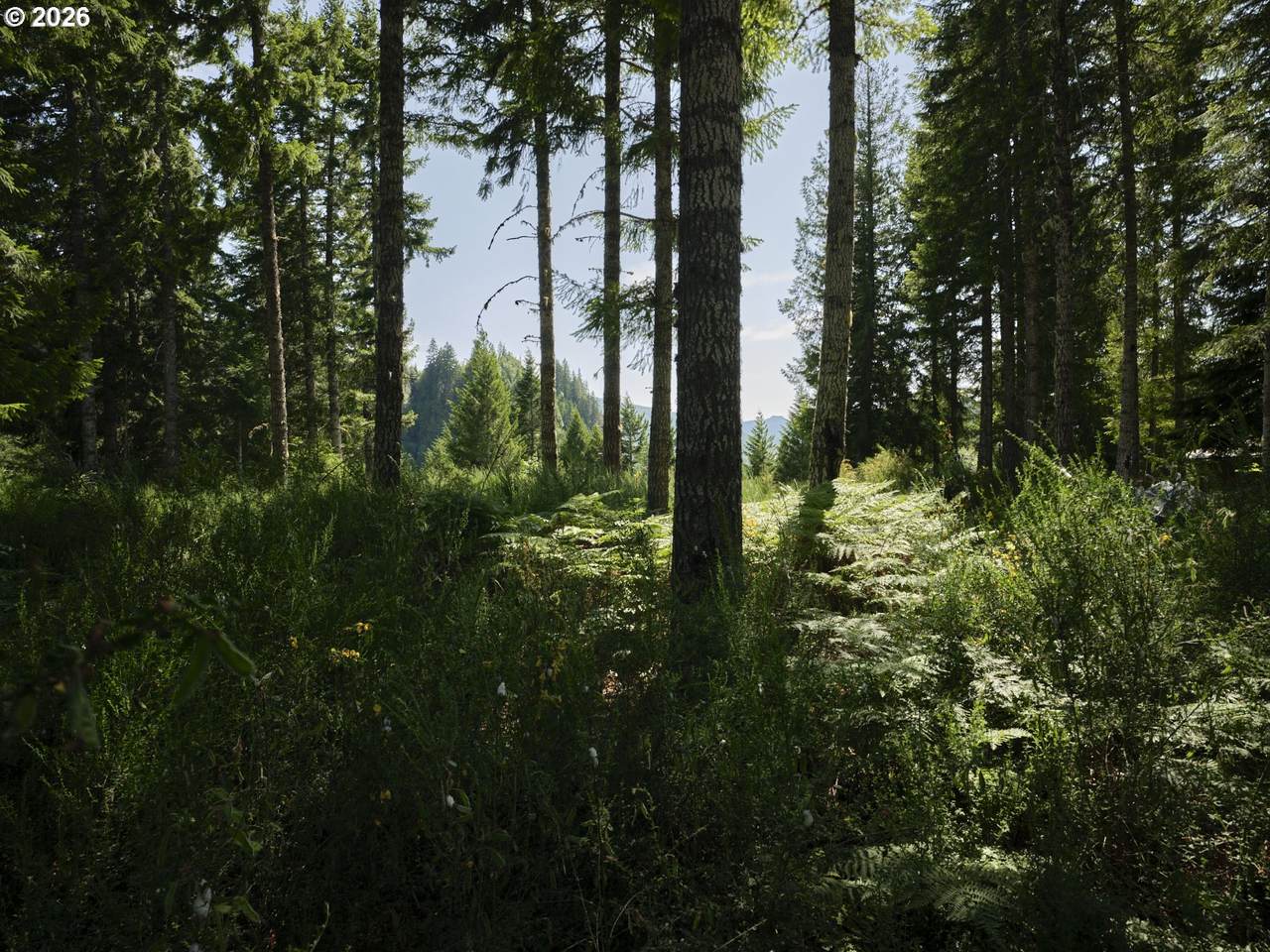  Phyllis Block Ann Ct - Photo 1