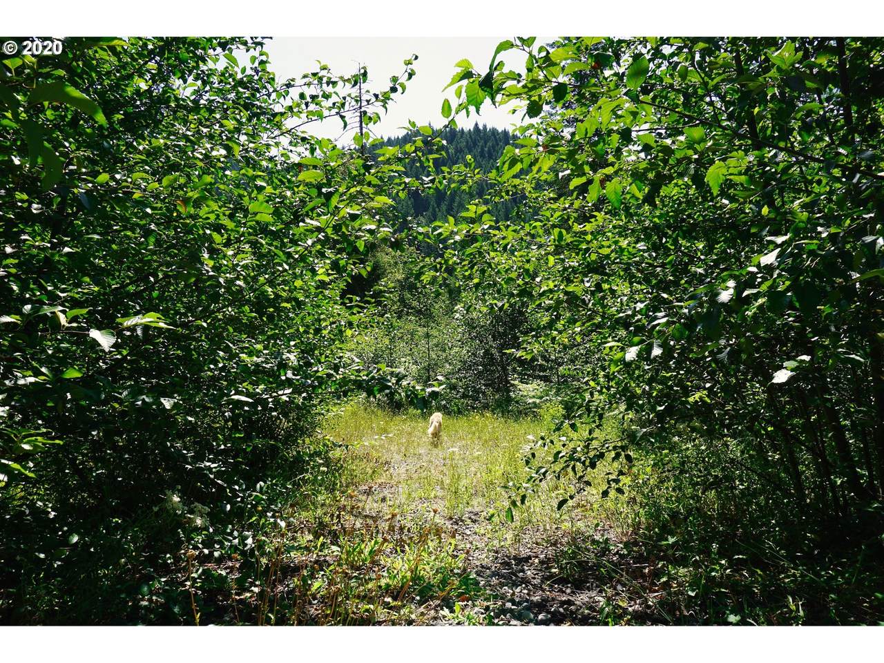 Bear Creek Lot 2,3 - Photo 1