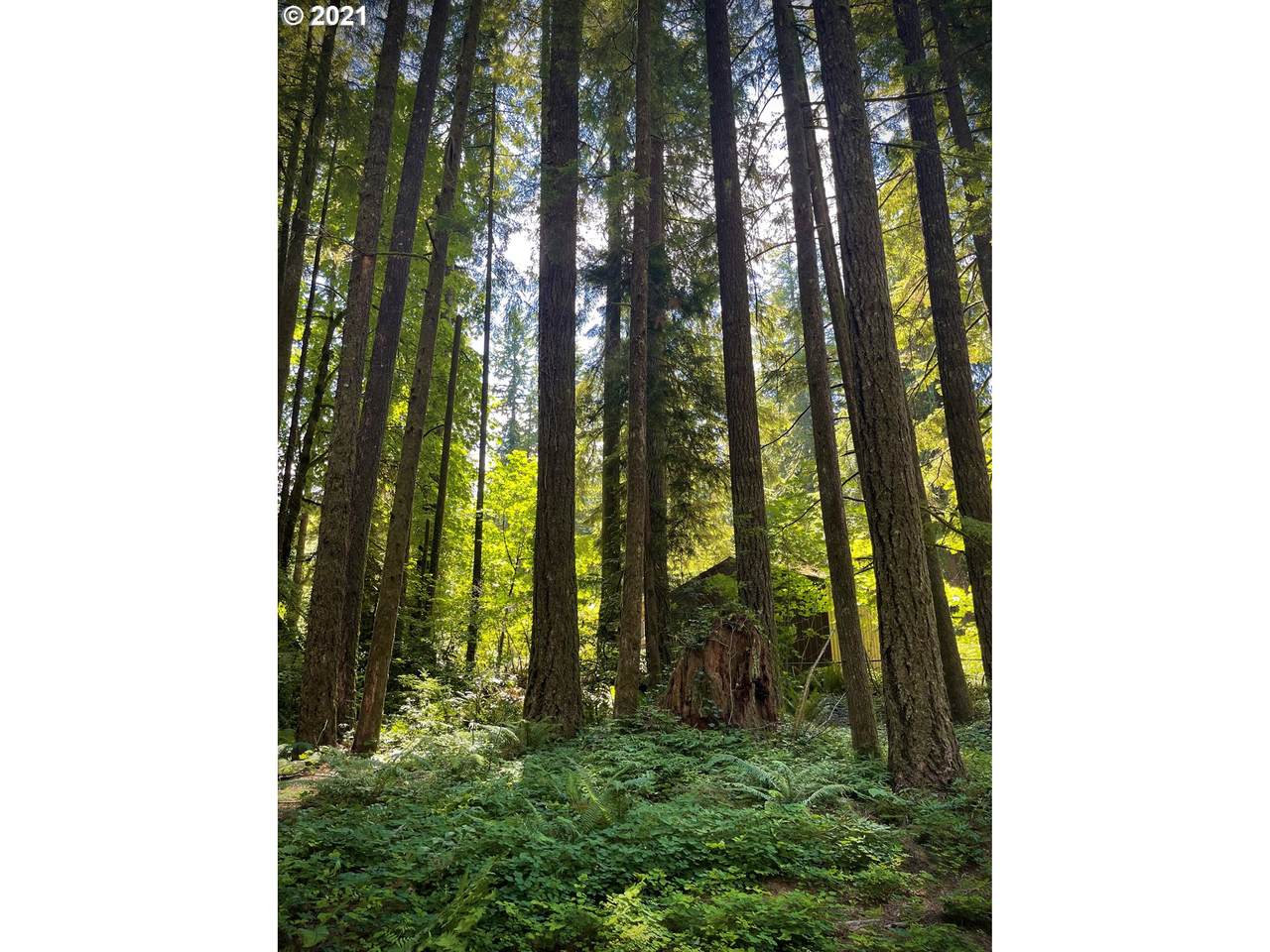 0 Shadow Lane - Photo 1