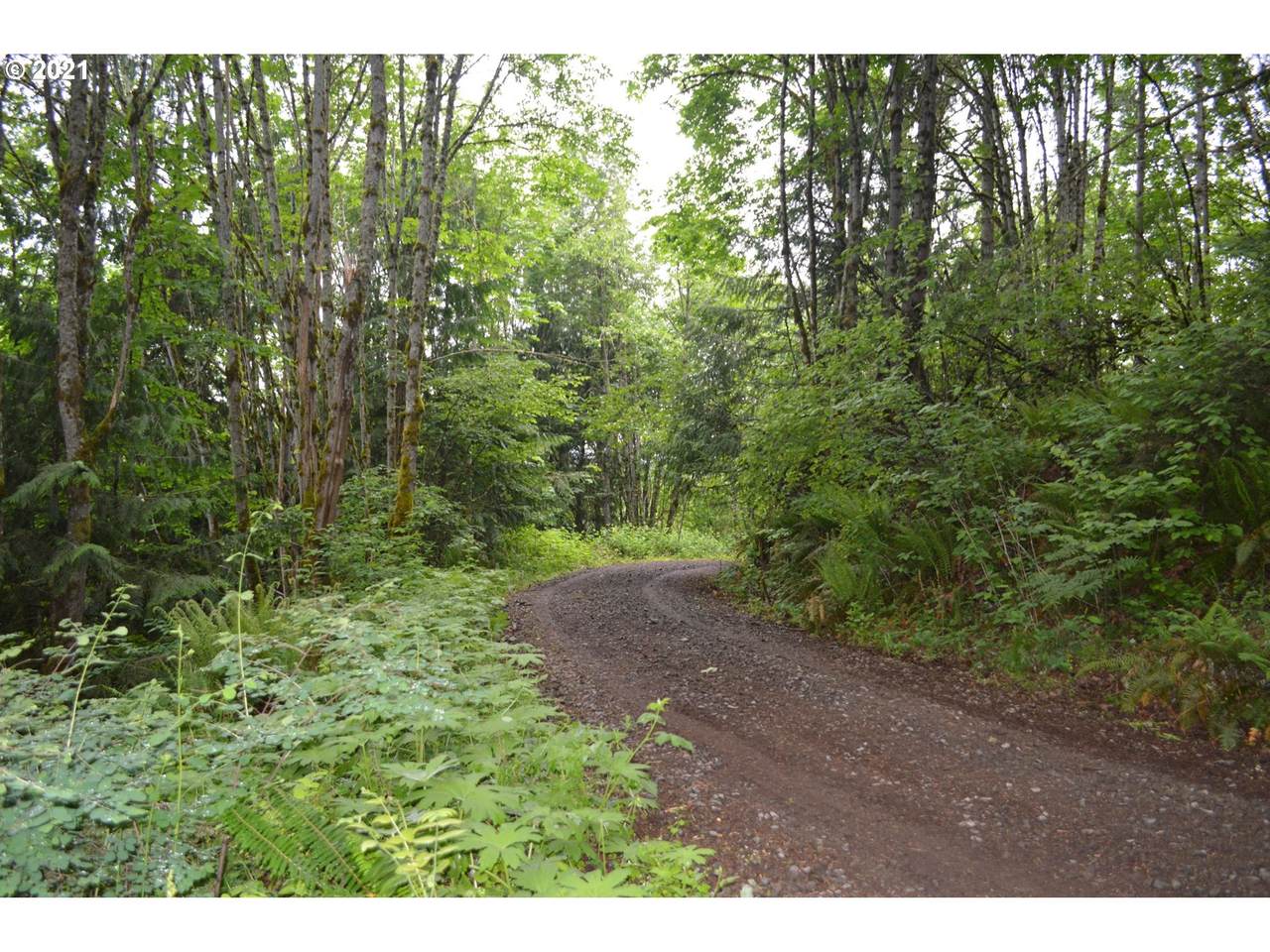 Springwater - Photo 1