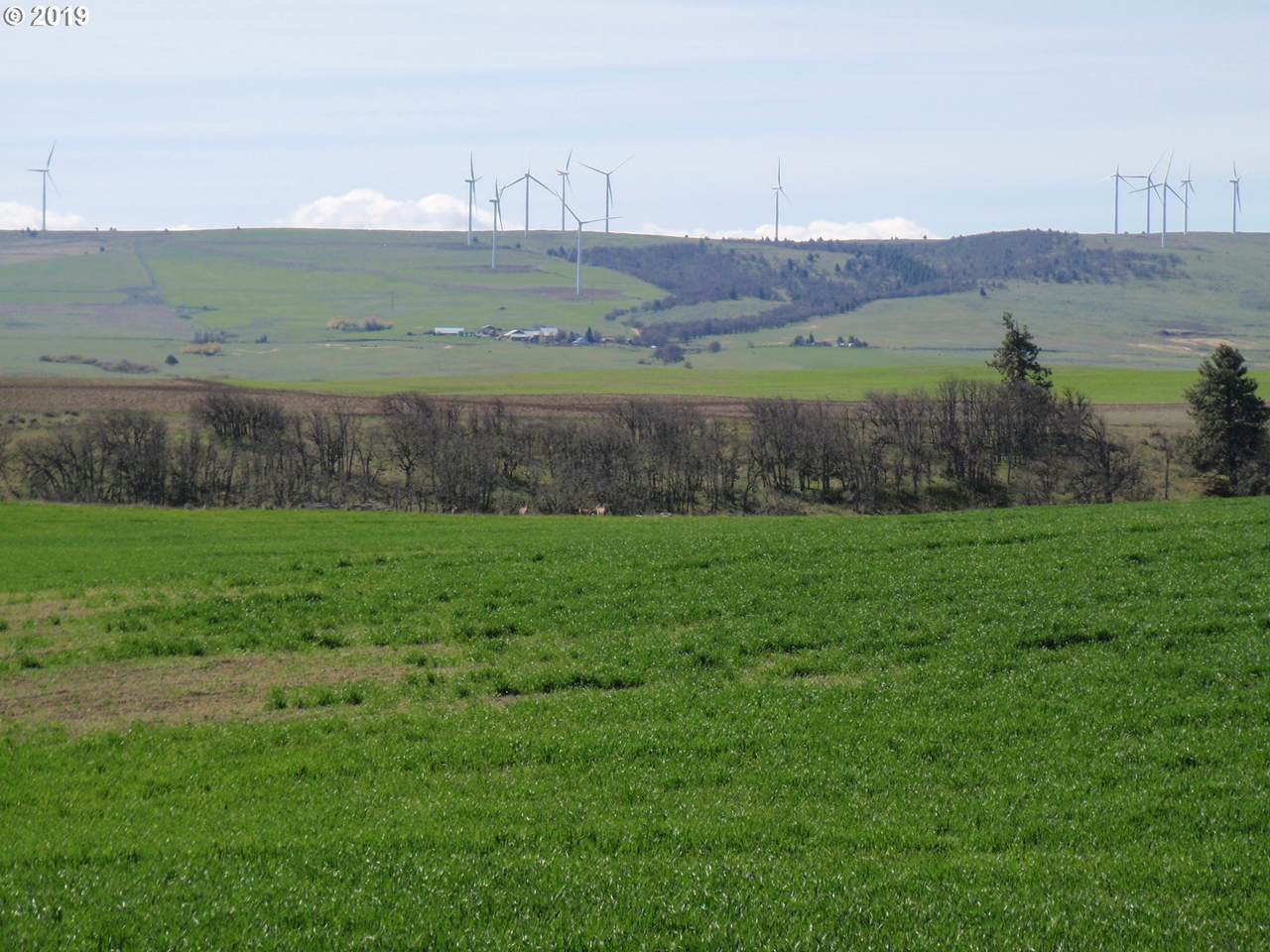 Bailey Loop - Photo 1