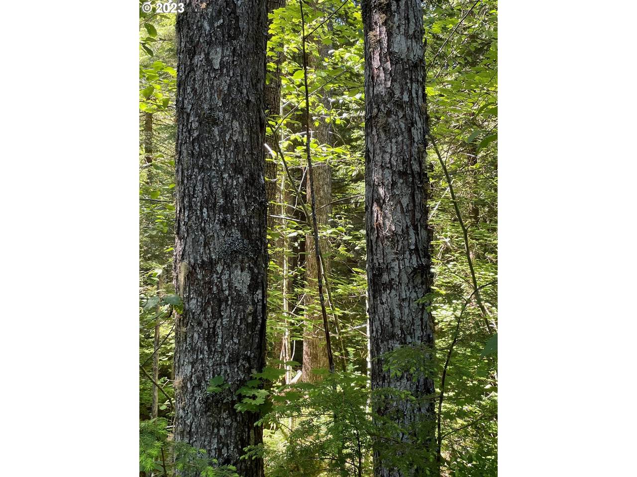  Forest Road 4610 - Photo 1