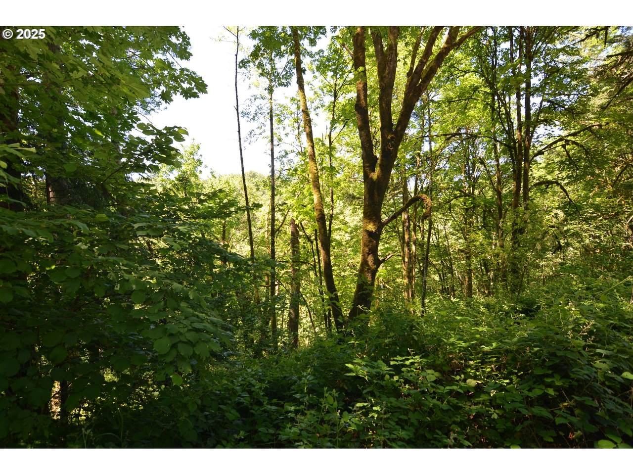 2429 Archwood Dr - Photo 1