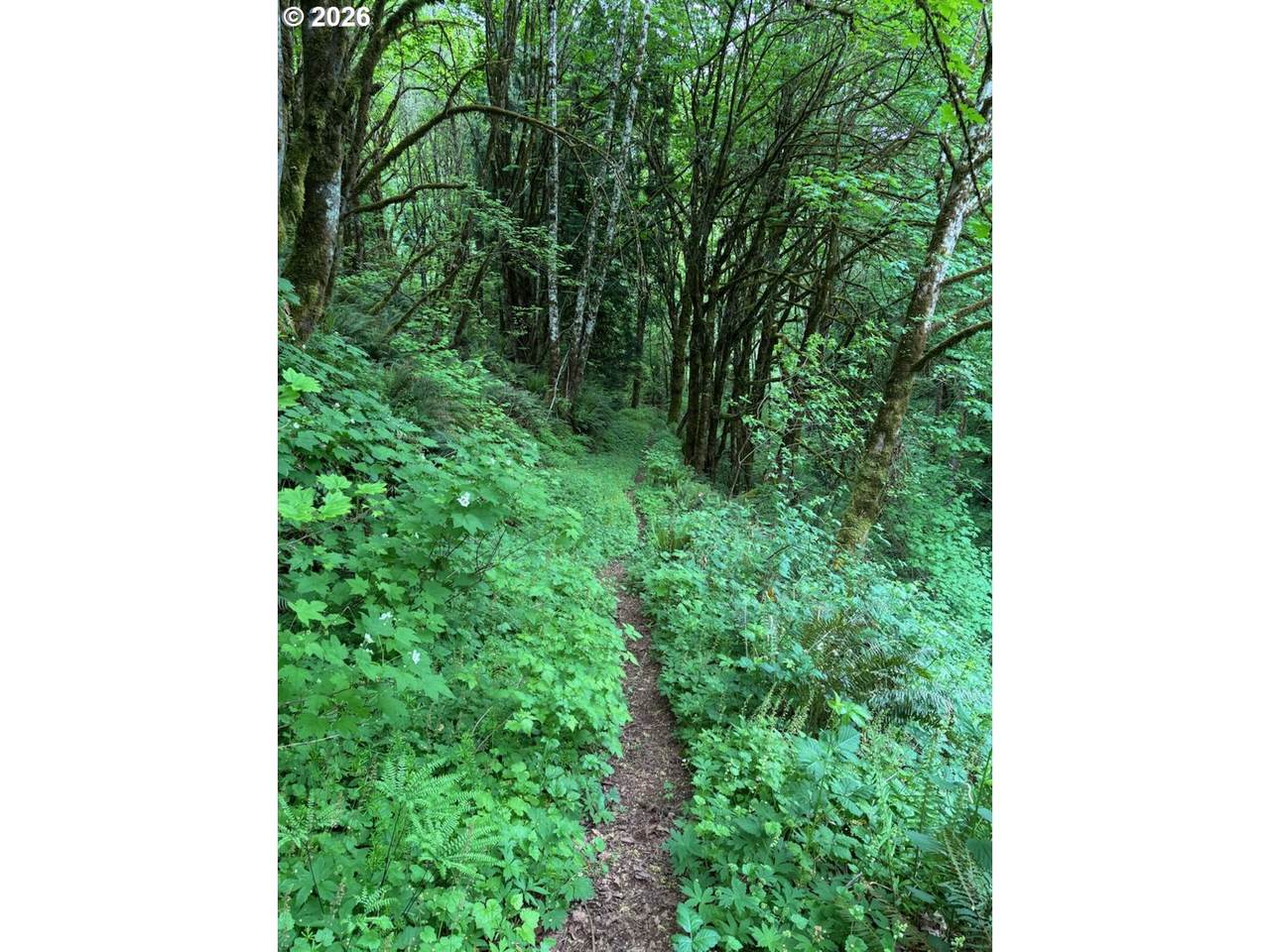 https://bt-photos.global.ssl.fastly.net/portland/1280_boomver_2_474214822-2.jpg