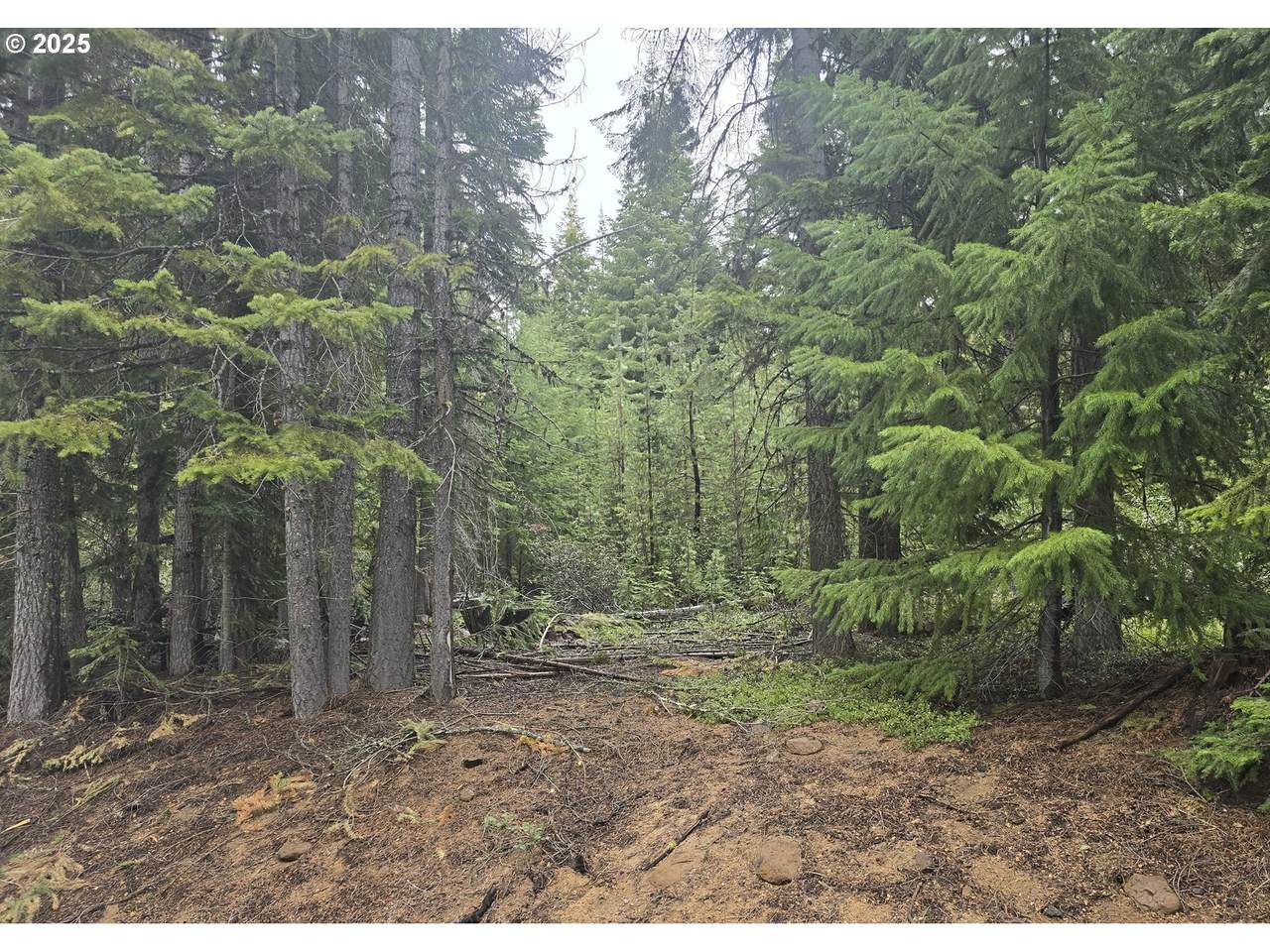 4 Royce Pine Rd - Photo 1