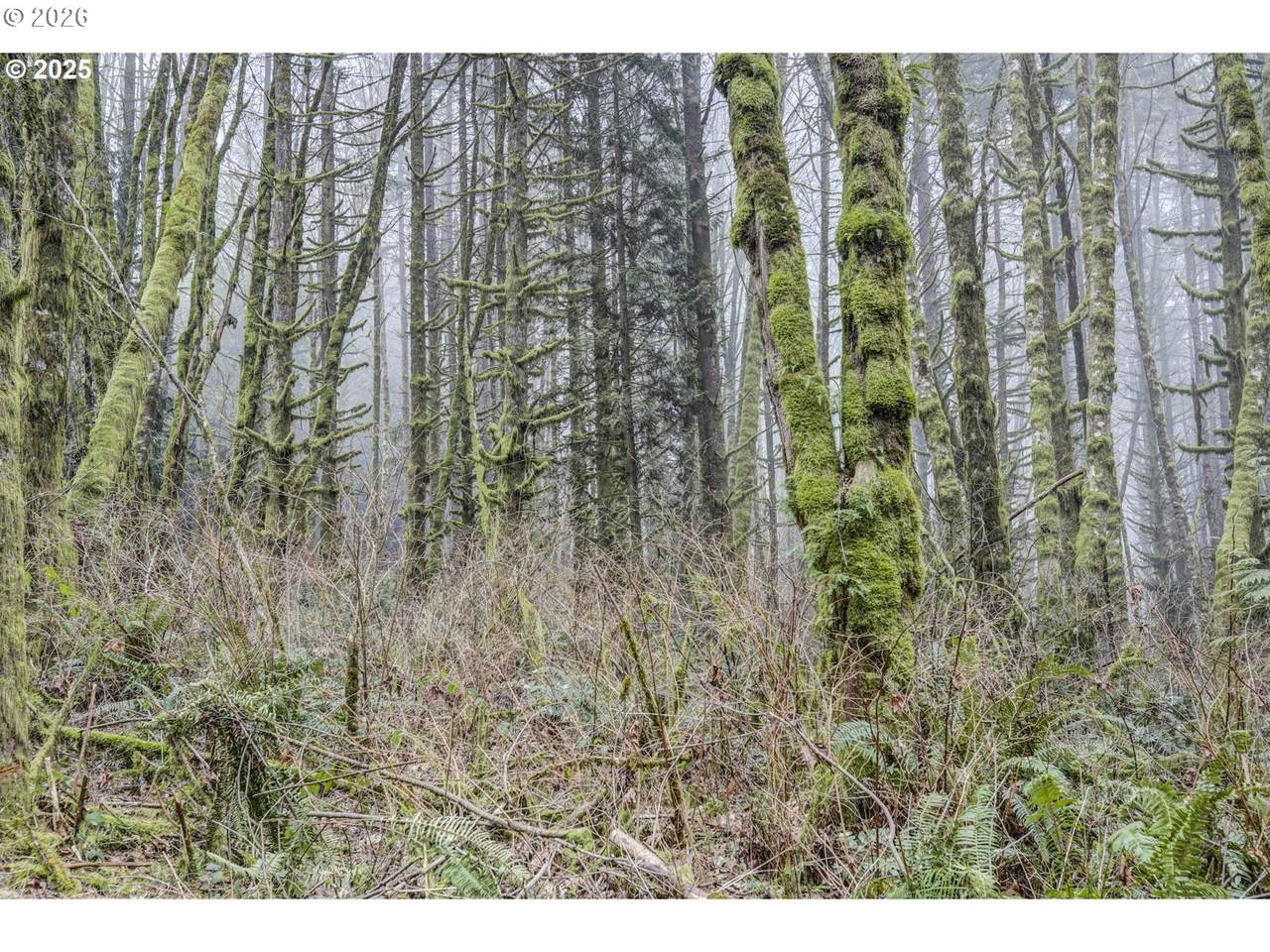 https://bt-photos.global.ssl.fastly.net/portland/orig_boomver_1_502787021-2.jpg