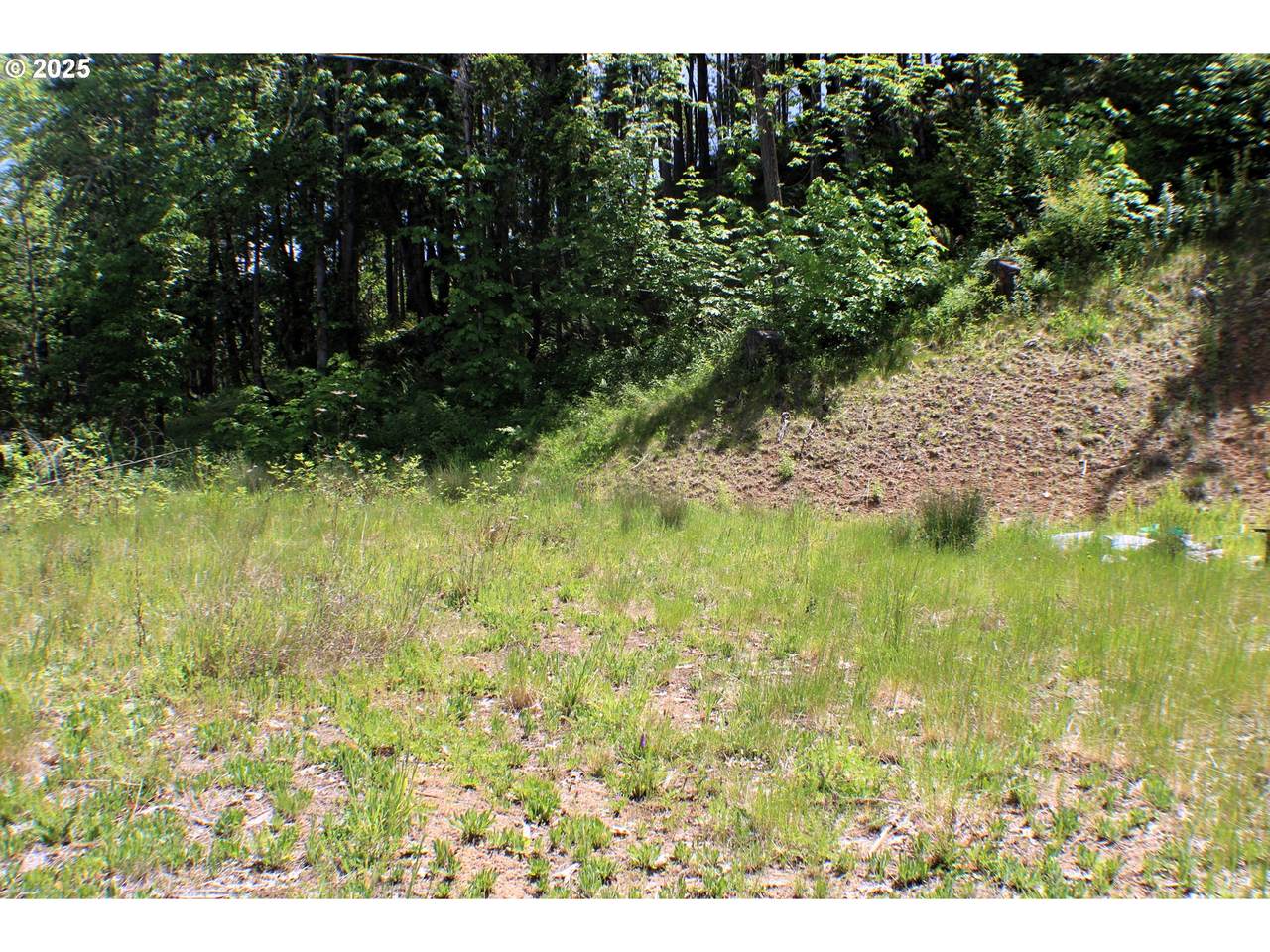 1482 Canyonville Riddle Rd - Photo 1