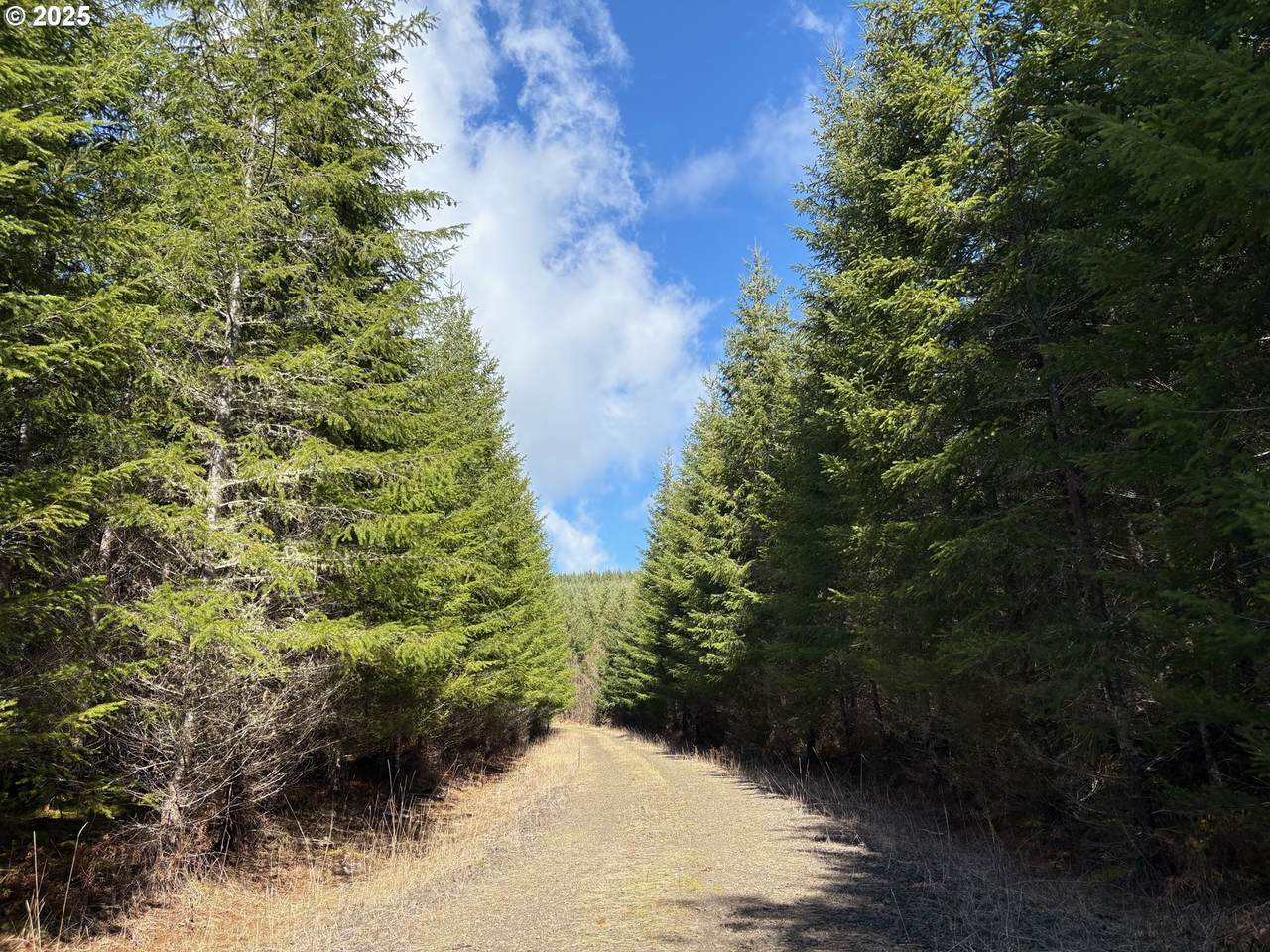 0 Boiler Creek Rd - Photo 1