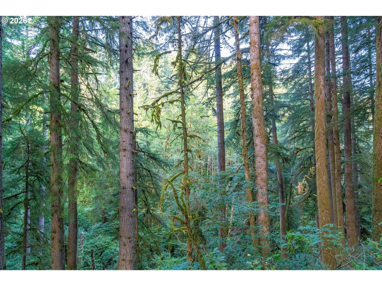 https://bt-photos.global.ssl.fastly.net/portland/1280_boomver_1_713777234-2.jpg