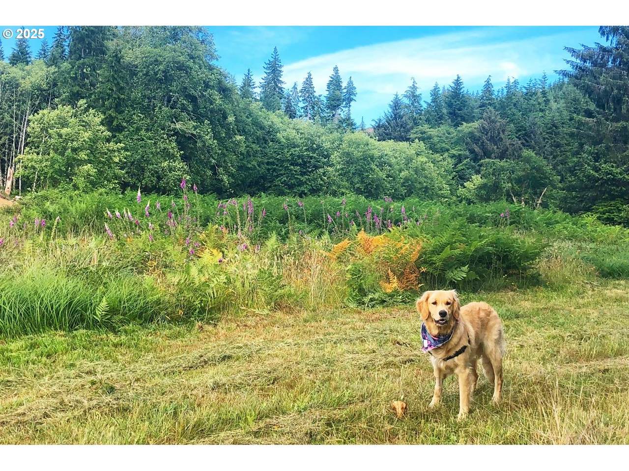  South Valley Rd - Photo 1