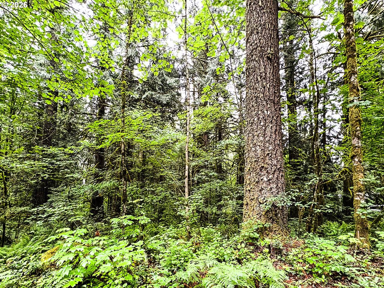 https://bt-photos.global.ssl.fastly.net/portland/orig_boomver_1_165295980-2.jpg