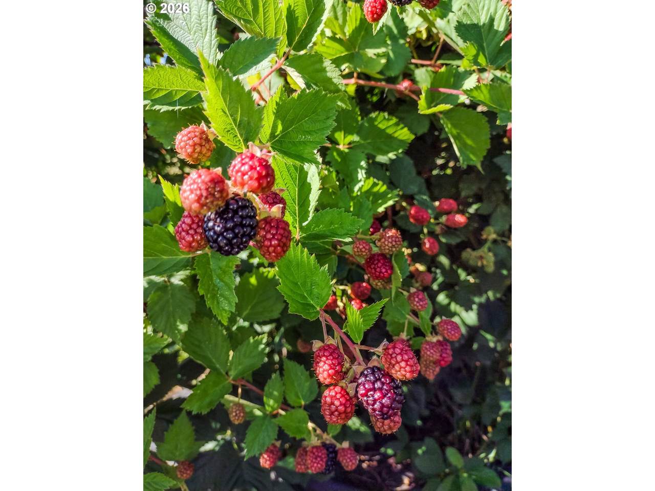 https://bt-photos.global.ssl.fastly.net/portland/1280_boomver_2_330055891-2.jpg