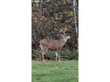 9460 Jeanne Rd - Photo 47