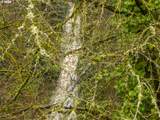 5135 Saint Helens Rd - Photo 35