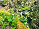  Alsea Hwy - Photo 42