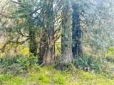  Alsea Hwy - Photo 47