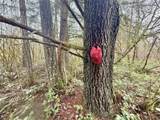 298 Boone Rd - Photo 21