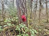 298 Boone Rd - Photo 31