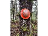 76781 Palm Hill Rd - Photo 32