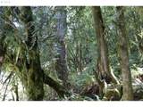 00 Stian Smith Rd - Photo 8