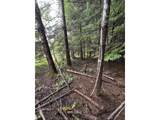 Timber Lane - Photo 3