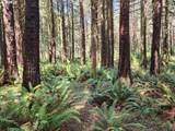 93204 Cemetery Loop Rd - Photo 4