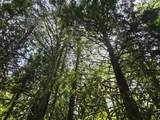  Lewis Cemetery Rd - Photo 5