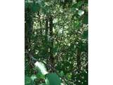 0 Powers Creek (North) Loop - Photo 4