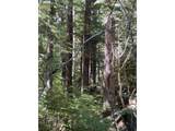  Forest Road 4610 - Photo 10