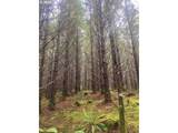  Cg - Lorane Rd - Photo 9