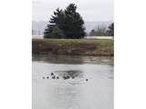 2056 River Rd - Photo 19