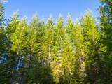  Sharps Creek Rd - Photo 11