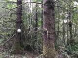 000 Crooked Finger Rd - Photo 19