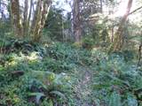 88271 Mccormick Gardens Rd - Photo 33