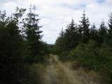00 Bellinger Scale (2) Rd - Photo 5