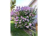 10503 Emily Dr - Photo 29