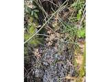  Wahkiacus Heights Rd - Photo 4
