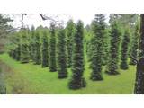 86764 Sydnam Ln - Photo 43