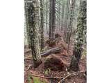  Forest Rod 2820 - Photo 11
