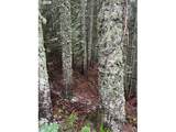  Forest Rod 2820 - Photo 14
