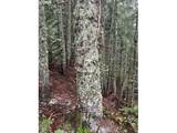  Forest Rod 2820 - Photo 2
