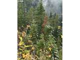  Forest Rod 2820 - Photo 8