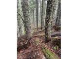  Forest Rod 2820 - Photo 9